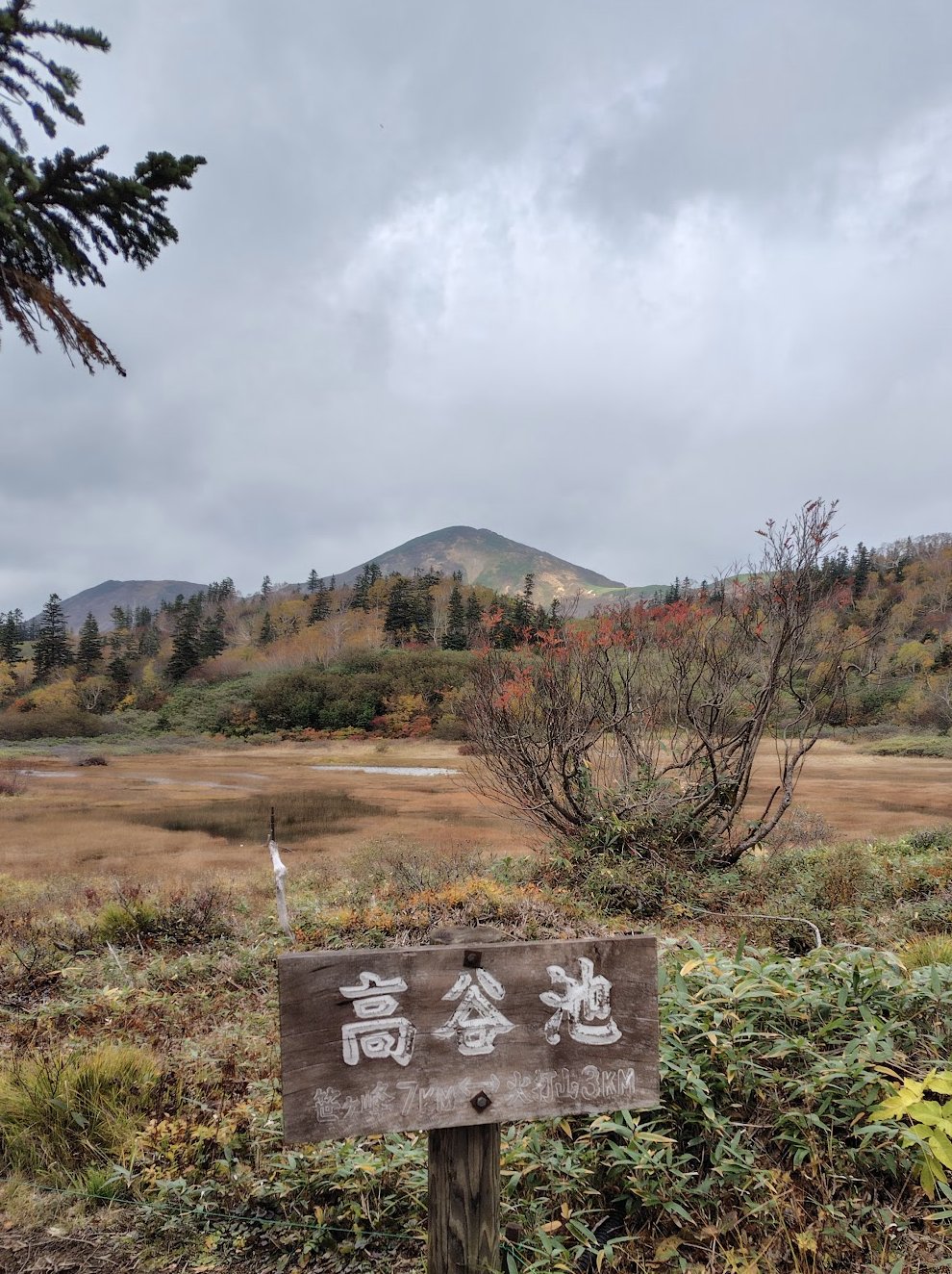火打山 高谷池の湿原