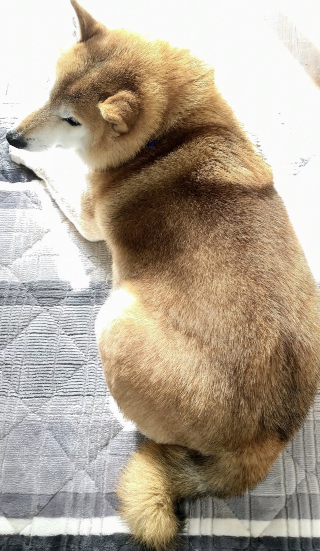 太っちょの柴犬、16歳の後ろ姿