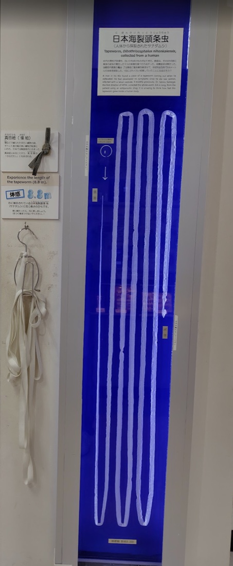 8.8メートルの日本海裂頭条虫（サナダムシ）の標本と、隣に展示された同じ長さの真田紐