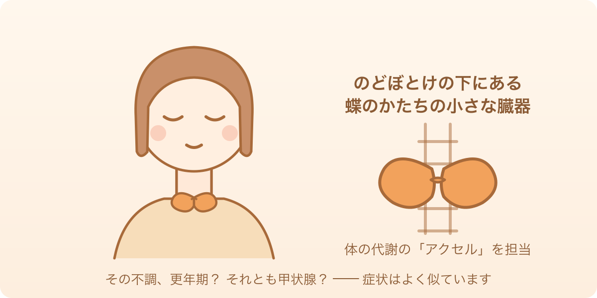 のどぼとけの下にある蝶のかたちの臓器・甲状腺を示したイラスト