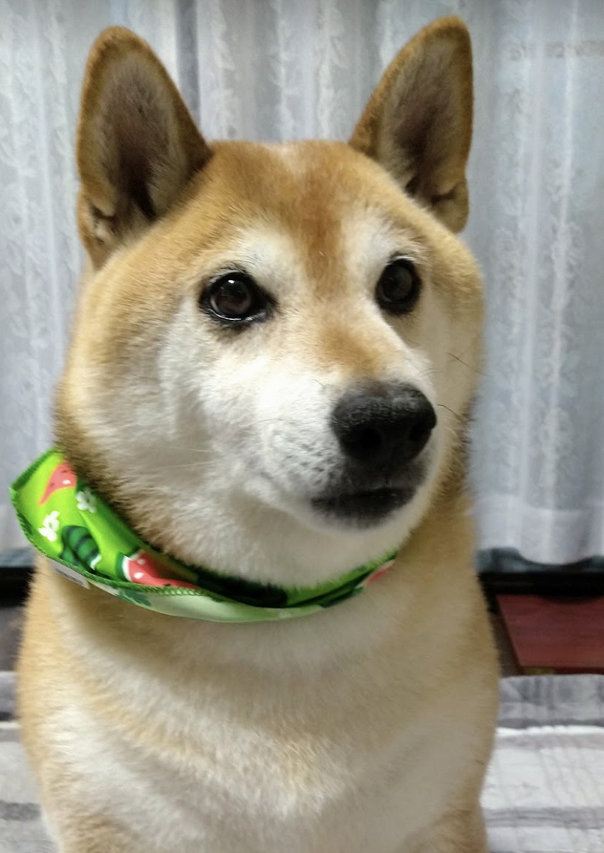 実家の柴犬マロン。17歳。すいか柄のバンダナをつけた、優しい表情
