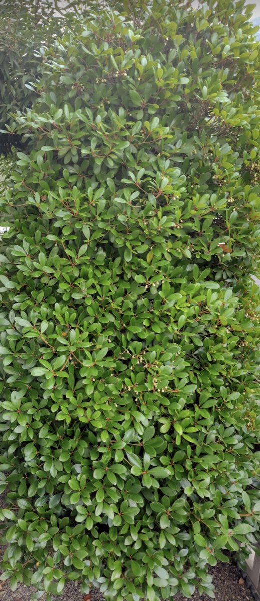 お隣の塀にまで張り出すほど茂った生垣