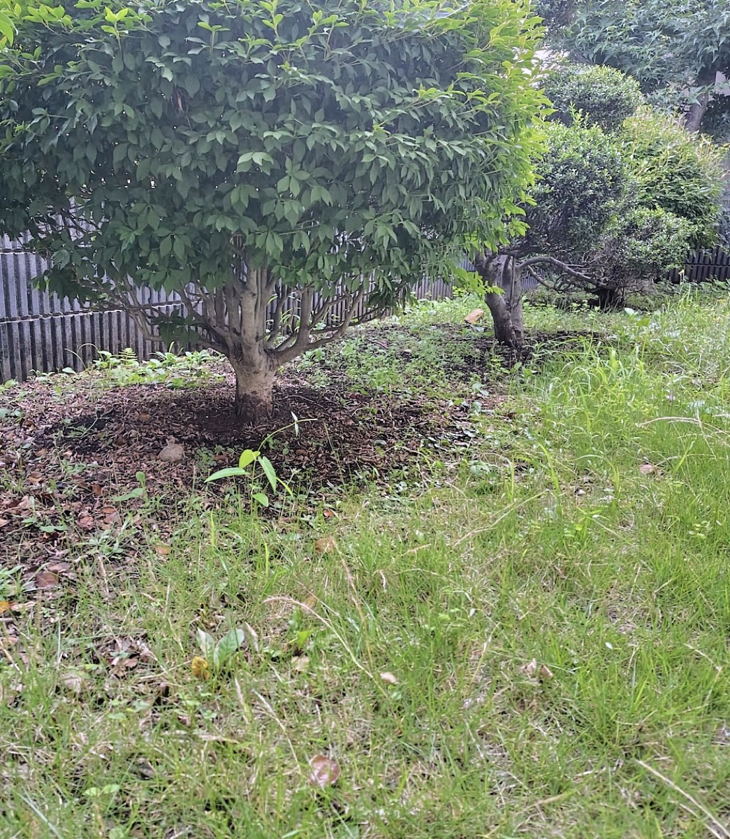 大きく育った記念樹の木