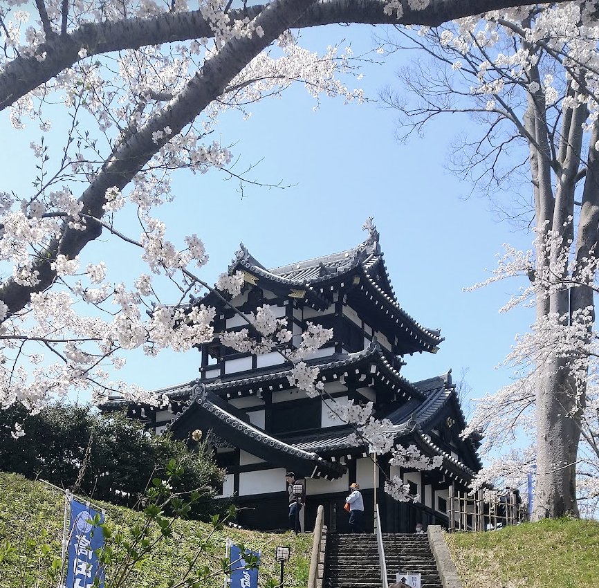 高田城の三重櫓と桜
